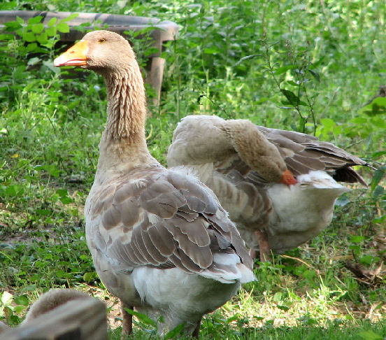Geese Cleaning Itself